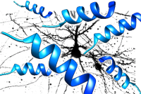 Peptide-and-neuron