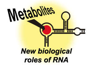 New Biological Roles Of Rna